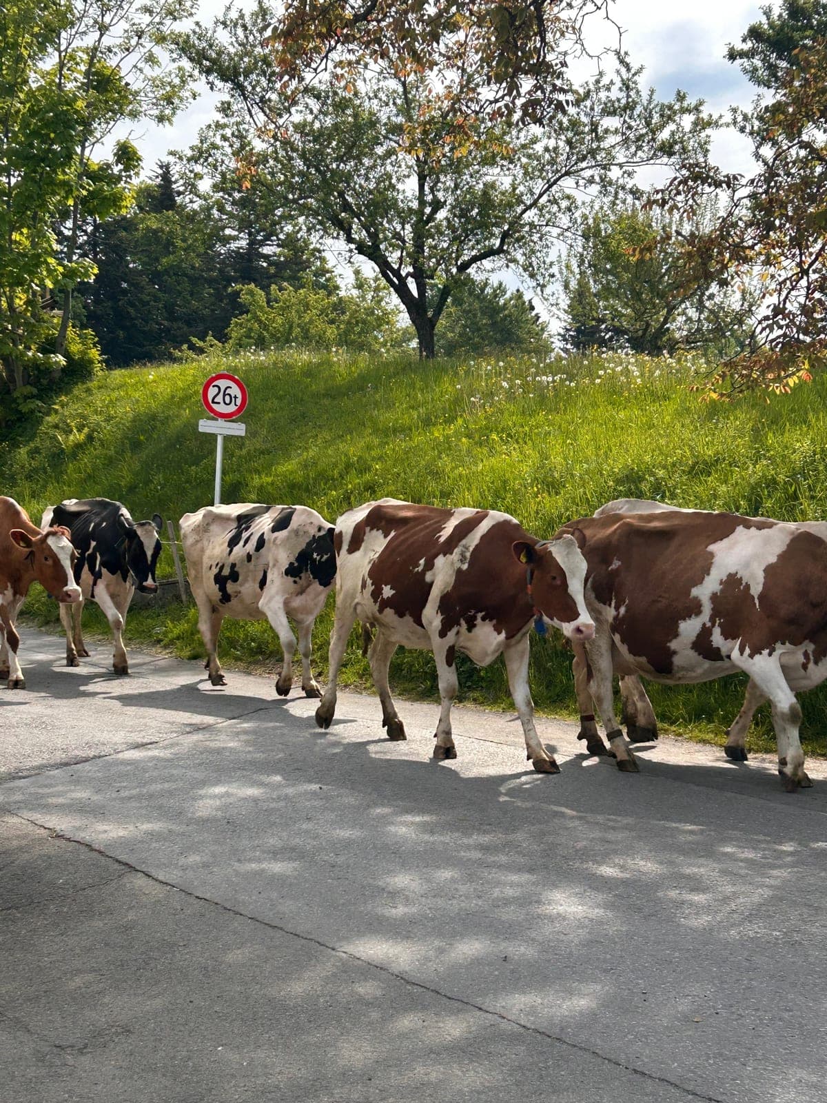 Kuhherde quert die Straße auf Bikepacking-Tour am Bodensee, 2025.