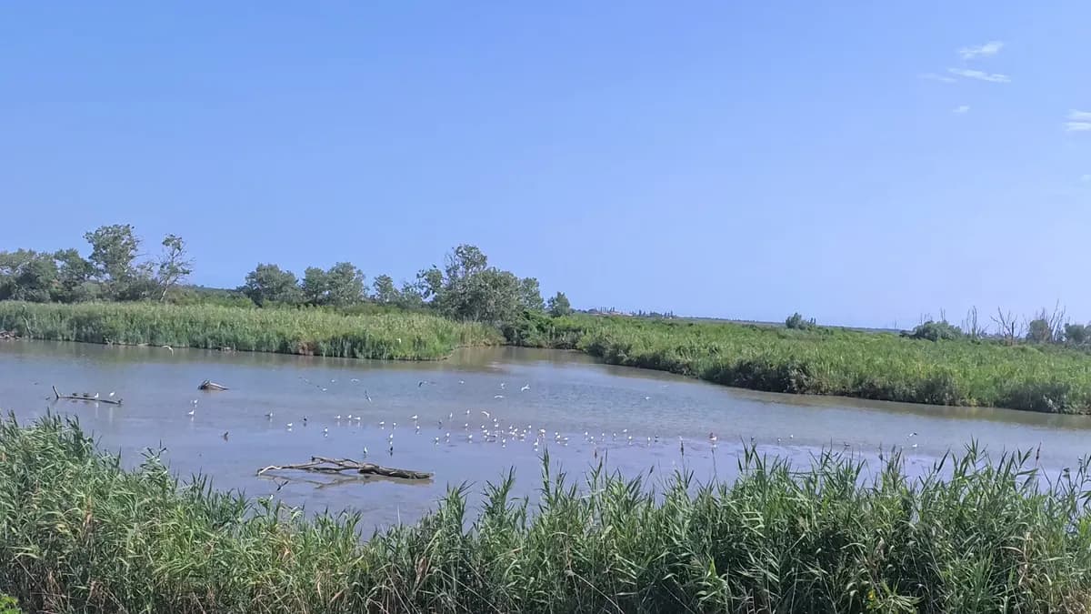Flaches Wasser zwischen Schilf, darauf viele weiße Vögel