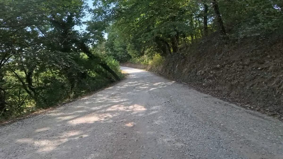 Heller Schotterweg in einer Kurve, von Bäumen beschattet